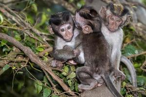 baby pasgeboren Indonesië makaak aap aap portret foto