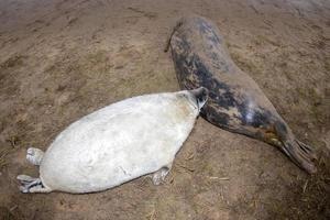 pasgeboren wit grijs zegel ontspannende Aan donna hoekje strand linconshire foto