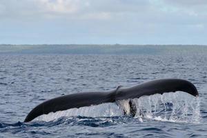 gebochelde walvis staart gaan naar beneden in blauw polynesisch zee foto