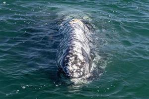grijs walvis aan het kijken in baja Californië foto