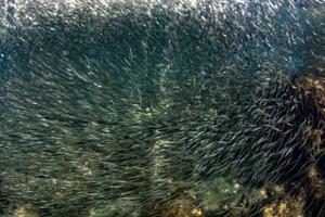 Actie twist effect binnen sardine school- van vis onderwater- foto