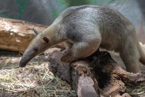 zuidelijk tamandua zuiden Amerika Woud mier beer foto