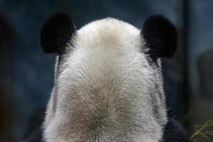 reusachtig panda oren van achter foto