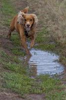 een hond spaniel rennen naar u spiegelen in water foto