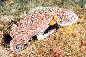 Octopus onderwater- dichtbij omhoog portret terwijl jacht- foto