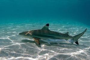 zwart tip haai onderwater- Polynesië foto