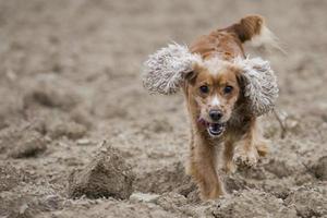 puppy hond cocker spaniel foto