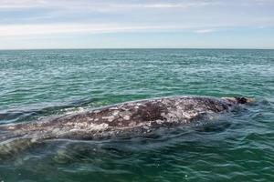 grijs walvis terwijl blazen voor ademen foto