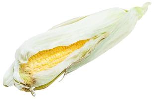 oor van maïs met geel zaden en groen bladeren foto