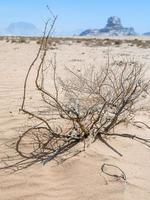 saxaul en visie van sfinx rots in wadi rum woestijn foto