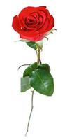 een rood roos bloem geïsoleerd Aan wit foto