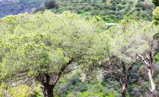 Italiaans steen pijnboom bomen in Sicilië foto