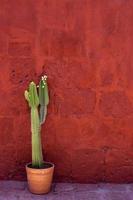 groene cactusplant buiten foto