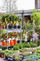 decoratief bomen Aan tuin markt in padua foto