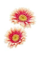 mooi gerbera bloemen foto