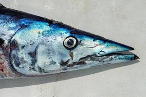 barracuda vis mond detail dichtbij omhoog macro foto