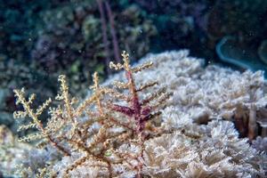 moeilijk koraal macro detail terwijl duiken in Indonesië foto