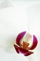 centrum van orchidee bloem foto