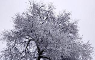 top visie van een groot met sneeuw bedekt boom. boom kroon in vorst foto
