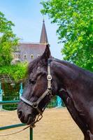 portret van paard. paard hoofd Aan de boerderij foto