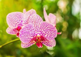 orchideebloemen die in tuin bloeien foto