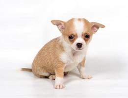 chihuahua puppy in voorkant van wit achtergrond foto