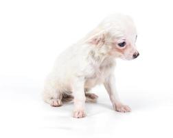 grappige puppy chihuahua poseert op een witte achtergrond foto