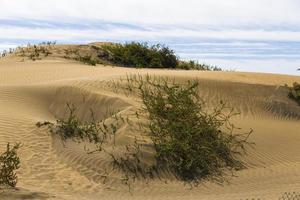 maspalomen duna - woestijn in kanarie eiland oma canaria foto