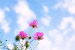 roze kosmosbloemen foto