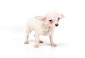 grappige puppy chihuahua poseert op een witte achtergrond foto