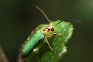 groene kever op groene bladachtergrond foto