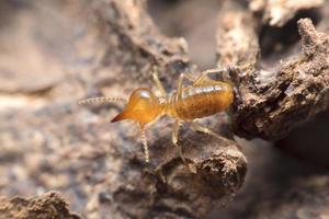 termiet close-up op nest foto