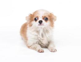 grappige puppy chihuahua poseert op een witte achtergrond foto