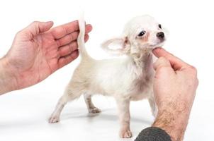 grappige puppy chihuahua poseert op een witte achtergrond foto