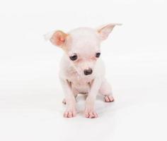 grappige puppy chihuahua poseert op een witte achtergrond foto