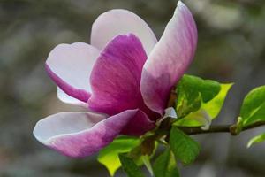 bloei van magnolia bloemen in het voorjaar foto