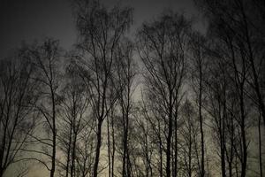 schaduwen van bomen tegen lucht. silhouetten van bomen. foto