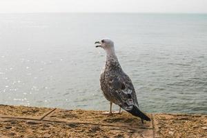 zeemeeuw die zich op muur dichtbij oceaan bevindt foto