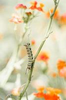 rups op bloemstengel foto