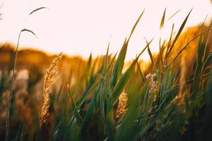 tarweveld op gouden uur foto