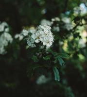 witte bloem in tilt shift lens foto