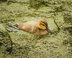 bruine eend op het water foto