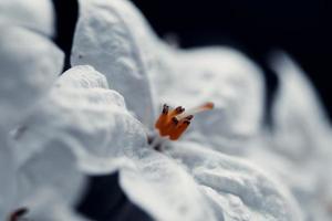 witte bloem op zwarte achtergrond foto