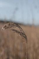 bruine tarwe in close-up fotografie foto