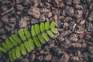 groene varenplant foto