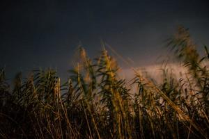 tarwegras veld foto