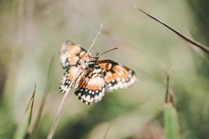 bruin wit en zwart vlinder op plant foto