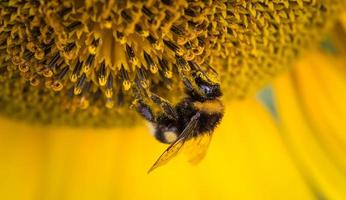 honingbij op een bloem foto
