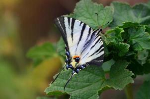 schaars zwaluwstaart iphiclides podalirius bijzonder Europese vlinder is zittend Aan de struiken van bloeiende frambozen foto