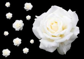 wit rozen Aan zwart foto
